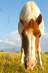 Image showing Horse in denmark and blue sky