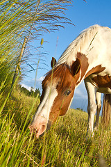 Image showing Horse in denmark and blue sky