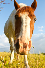 Image showing Horse in denmark and blue sky