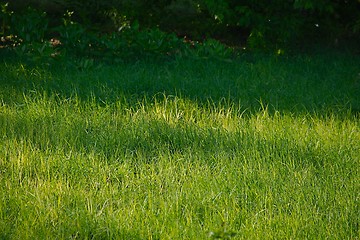 Image showing Green Grass