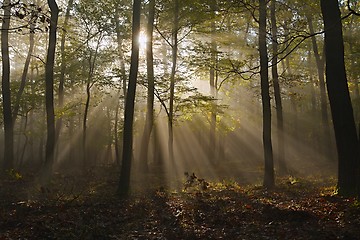 Image showing Forest with light rays