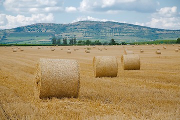 Image showing Agriculture