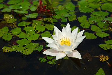Image showing White Water Lily