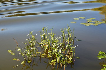 Image showing Lakeside tranquilty