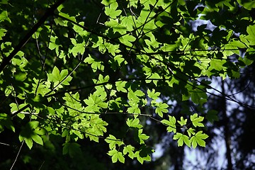 Image showing Leaves