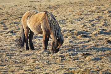 Image showing Horse grazing on a field