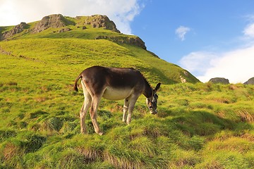 Image showing Grazing Donkey