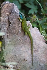 Image showing Green Lizard Resting
