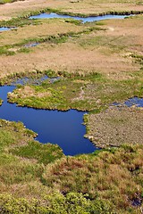 Image showing Swamp