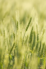 Image showing Wheat field