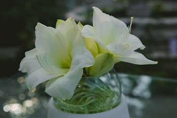 Image showing White flower closeup