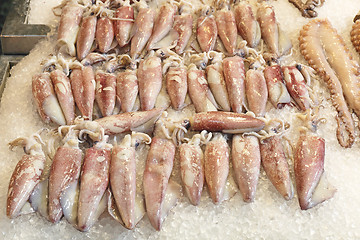 Image showing Squid