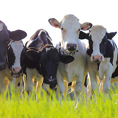 Image showing Holstein dairy cows in a pasture