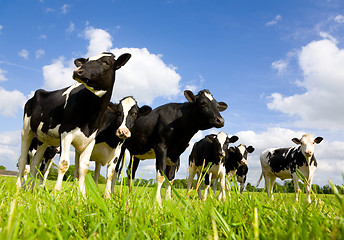 Image showing Holstein cows