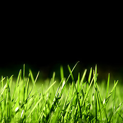 Image showing Grass over black background