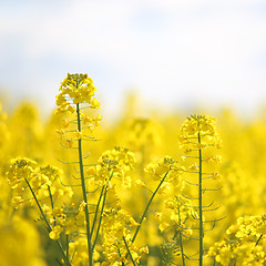 Image showing Rape field