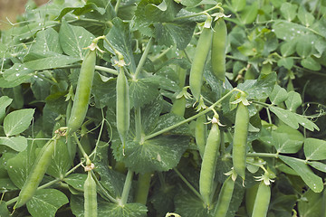 Image showing Green Peas