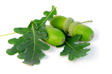 Image showing Acorns oak leaves