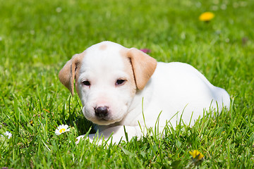 Image showing Mixed-breed cute little puppy on grass.