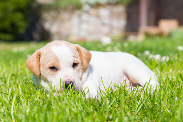 Image showing Mixed-breed cute little puppy on grass.