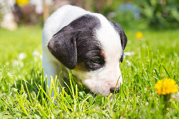 Image showing Mixed-breed cute little puppy on grass.