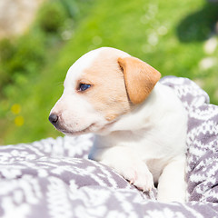 Image showing Mixed-breed cute little puppy in lap.