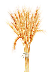 Image showing Wheat ears isolated on white background. EPS 10