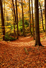 Image showing Fall forest landscape