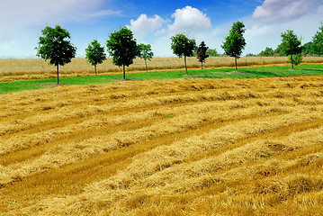 Image showing Harvest grain field