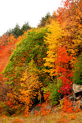 Image showing Fall forest background