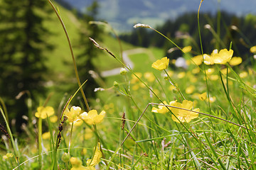 Image showing Buttercups Bavaria Alps