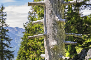 Image showing Trunk Breitenstein Bavaria Alps