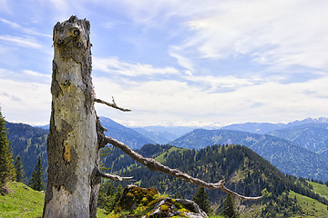 Image showing Trunk Breitenstein Bavaria Alps