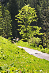 Image showing Beech in Bavaria Alps