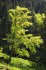 Image showing Beech in Bavaria Alps