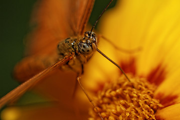 Image showing Orange butterfly