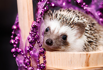 Image showing A cute little hedgehog - ( African white- bellied hedgehog )