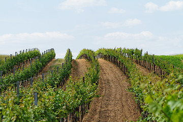 Image showing Tokay grapes