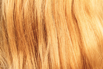 Image showing Blonde hair