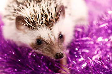 Image showing A cute little hedgehog - ( African white- bellied hedgehog )