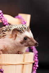 Image showing A cute little hedgehog - ( African white- bellied hedgehog )