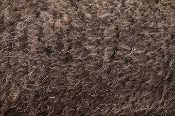 Image showing Boar hairs