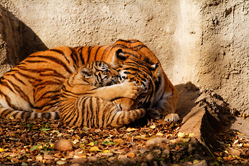 Image showing Tiger mum