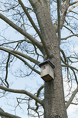 Image showing Tree trunk