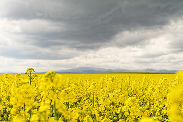 Image showing Colza field