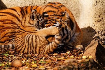 Image showing Tiger mum