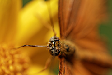 Image showing Orange butterfly