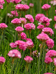 Image showing Pink flowers