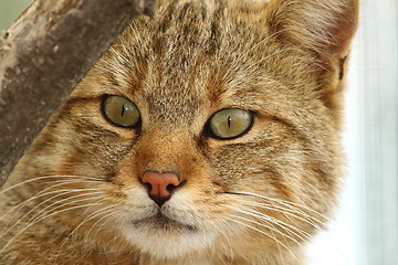 Image showing wild cat portrait at the zoo