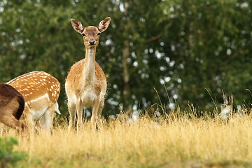 Image showing fallow deer hind 